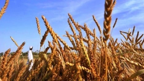 China buys wheat over crop damage risk | The Express Tribune