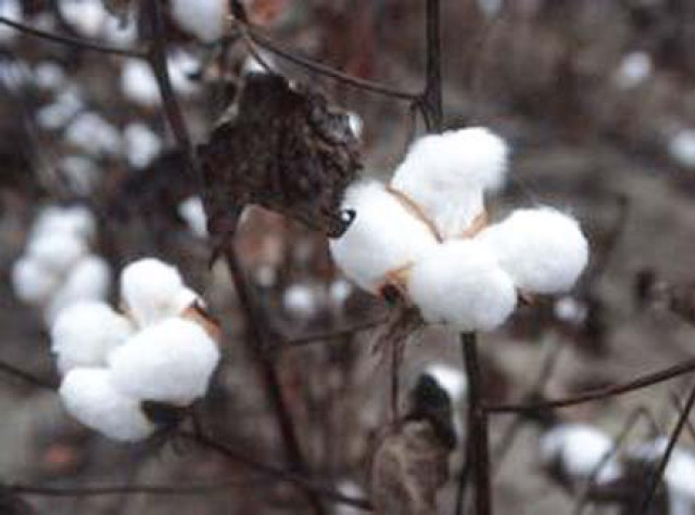 Industry awaits SRO on 18% cotton import tax | The Express Tribune