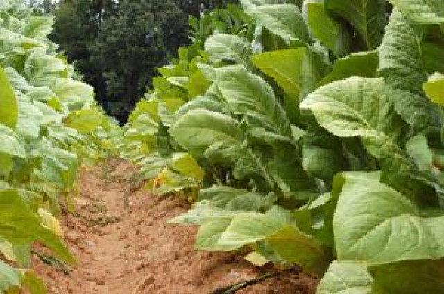 Tobacco exports likely to fetch $150m this year | The Express Tribune