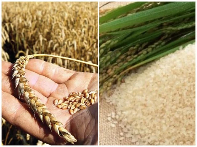 Wheat purchase sends positive signal to farmers | The Express Tribune