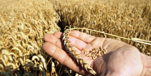 Wheat sowing likely to beat target | The Express Tribune