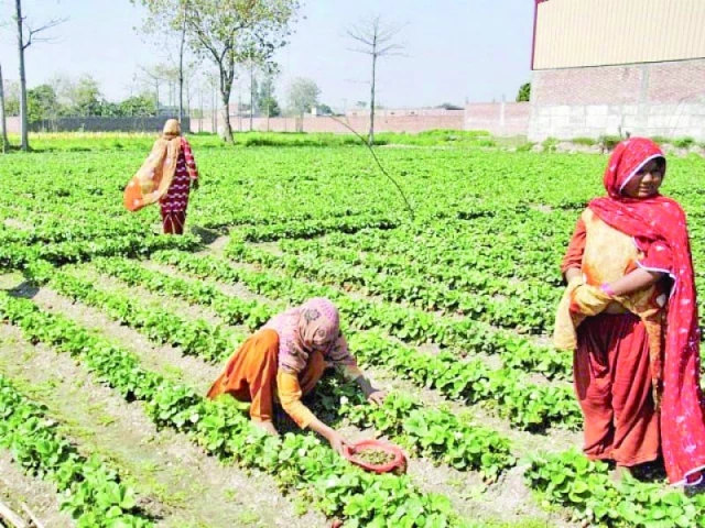 Experts call for integration of climate governance, social protection systems | The Express Tribune