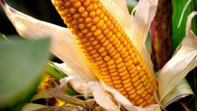 Government weighs regulated adoption of GMO maize to boost yields, exports | The Express Tribune