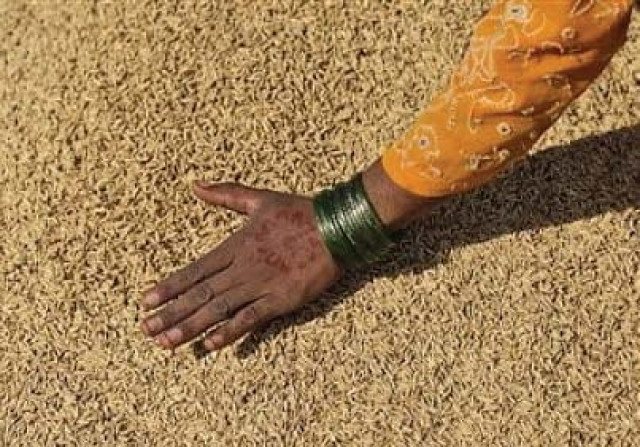 NARC opens speed breeding units for wheat and pulses | The Express Tribune