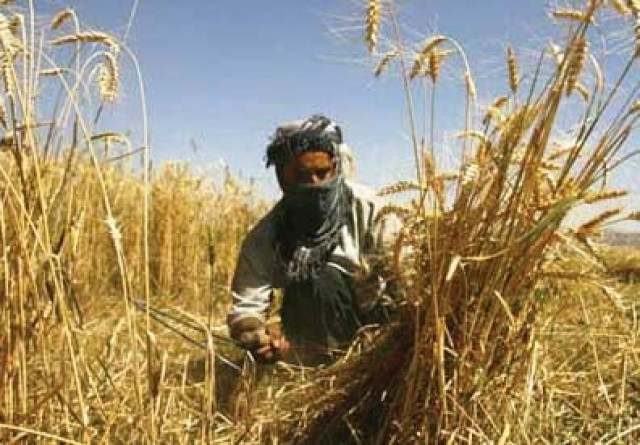 Wheat sowing in full swing | The Express Tribune