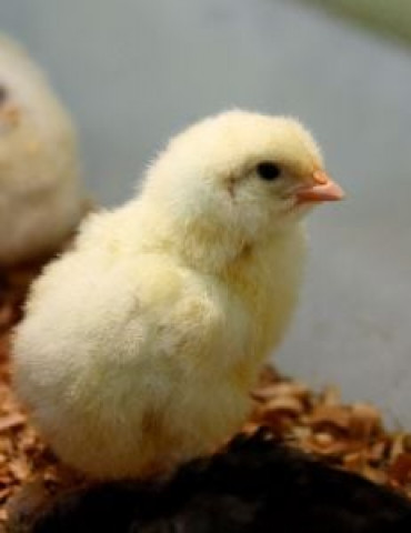 PPA demands withdrawal of Rs10 FED on chicks | The Express Tribune