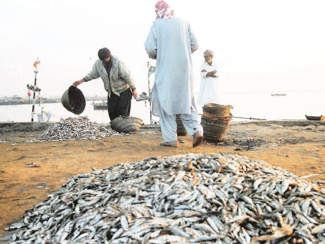 Modern seafood processing zone planned at Korangi harbour | The Express Tribune