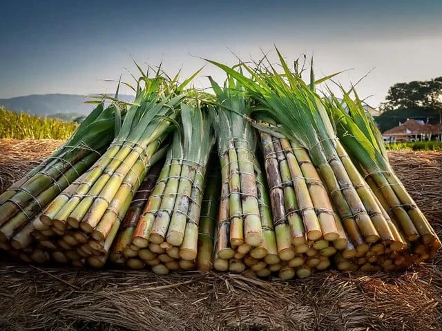 Is growing sugarcane drying us out? | The Express Tribune