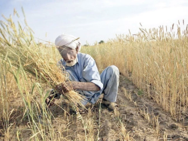 Biotech body demands GM maize licences renewal | The Express Tribune