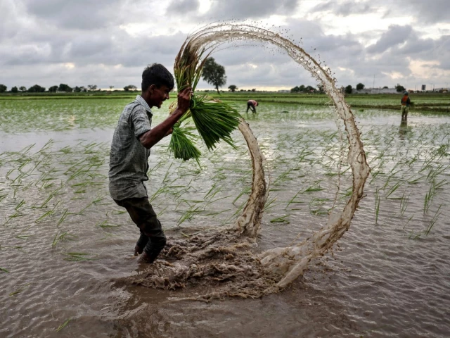 Rice row: Australian federal court rejects India’s bid for exclusive Basmati trademark | The Express Tribune