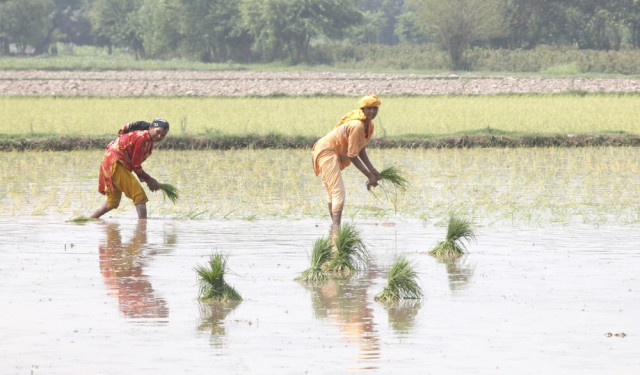 Low exports, grower woes mar paddy season | The Express Tribune